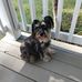 Yvette Whitfield - Facebook
