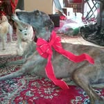 Yvette Wilde - @50_shades_of_spay - Instagram