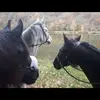 eckhoffs_yvonne - @eckhoffs_yvonne - TikTok