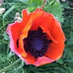 @yvonne_healey_hamilton - Instagram
