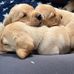Yvonne Jamieson - Facebook