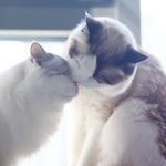 @yvonne___lam - Instagram