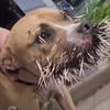 Zach Hendrix - @helpbenmydog - TikTok
