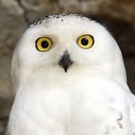 AnonymousSquid - @zachhurd88owl - Instagram
