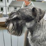 Zach Schnauzer Ny - @zach_kaiser_schnauzer - Instagram