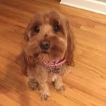 Zach Kaplan - @zachkaplan111 - Instagram