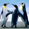 zachlarkin1 - @zachlarkin1 - TikTok