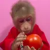 zach LI - @zach.li4 - TikTok