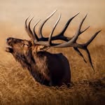 Zach Lucas 🦌 - @zachlucas9 - Instagram