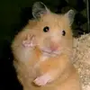 zachzach12cool - @zachmalay59 - TikTok