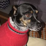 Zachary McElroy - @zach_withthedraco - Instagram