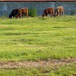 Zach Riddle - @woodsidefarms1 - Instagram