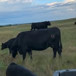 Zach Ross and Riley Ross - @ff_livestock - Instagram