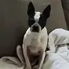 zachross6 - @zzach.attack - TikTok