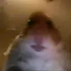 Zach Sutherland - @hamstercultarethebest1 - TikTok