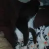 FollowZachDiamondHesAGoatRappr - @elidecious - TikTok