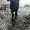 Zachery Westfall - @zacherywestfall - TikTok