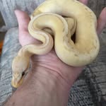 Zach Winchell - @zwinnys_exotics - Instagram