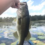 Zach Winn - @lakeswanfishing - Instagram