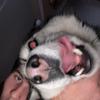 Zach Wolfe - @wolfezach - TikTok