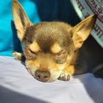 Remy Zachariah Wolfe - @berserkremy - Instagram