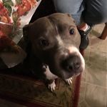 Zachary Combs - @taco_bell431 - Instagram