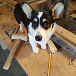 Zachary Quick - @quickcustomcreations.ia - Instagram