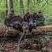 Zach Shell - Facebook