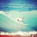 Zachary Workman - @salfailey - Instagram