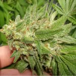Zackary Smith - @krypto.chronic.420 - Instagram