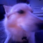 Zackary Smith - @gugpuhl - Instagram