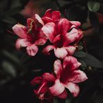 zahida Akram - @zahida3796 - Instagram