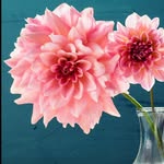 zahra_khalid - @zahra_khalid254 - Instagram