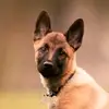 Zaid Ramirez - @zaid.ramirez41 - TikTok