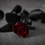 Warda Zaid - @zaidwarda - Instagram