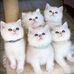 Zaima Ahmed - Facebook