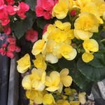 Zaimah Abdullah - @zaimah2607 - Instagram