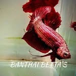 Zain Anthony - @anthonyzain - Instagram