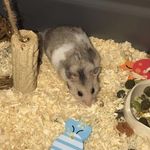 Zain Haroon - @zain_qs - Instagram