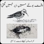 Zain Subhani - @zainsubhani57 - Instagram