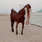 مزرعة نوادر الزين - @mazrat.nwader.alzain - Instagram