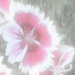 Zaina Khan - Facebook