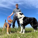 Dog Training Revolution - @zakgeorge - Instagram