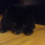 Zak Glover - @black_pom_2.0 - Instagram