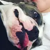 Zak Hall - @zaktheboston3 - TikTok