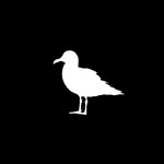 Zak Johnson - @seagull_tales - Instagram