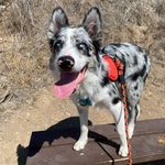 Zak Marshall - @zak.bordercollie - Instagram
