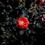 Zak Porter - @xd_zaki - Instagram