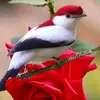 zakray 1234 - @zakray4 - TikTok