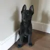 Zak black german shepherd - @sharron0marie - TikTok